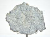 36.26g Eucrite Breccia Slice I HED Northeast Africa 110