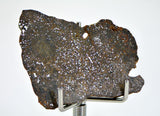 9.25g Errachidia 004 I Winonaite Anomalous Primitive Achondrite Meteorite End Piece