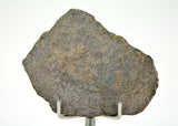 8.6g Errachidia 004 I Winonaite Anomalous Primitive Achondrite Meteorite Slice