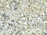 16.37g Eucrite Unbrecciated slice I HED Achondrite I NWA 12932