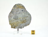 32.12g Unbrecciated Eucrite Slice I HED I NWA 17927