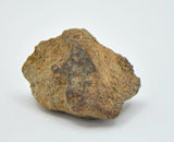 2.98g EL6 Enstatite Chondrite Meteorite I NWA 7401