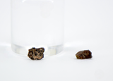 0.024g and 0.022g Oued Namous 001 I Angrite Volcanic Meteorite fragments