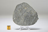 ABA PANU Chondrite Meteorite Full Slice 61g I L3.6 TYPE 3 - 2018 Nigeria Fall