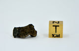 1.16g Carbonaceous Chondrite C3-ung I NWA 12416