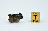 1.16g Carbonaceous Chondrite C3-ung I NWA 12416