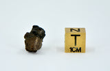 1.16g Carbonaceous Chondrite C3-ung I NWA 12416