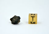 1.36g Carbonaceous Chondrite C3-ung I NWA 12416