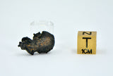 1.44g Carbonaceous Chondrite C3-ung I NWA 12416
