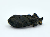 1.44g Carbonaceous Chondrite C3-ung I NWA 12416