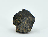1.66g Carbonaceous Chondrite C3-ung I NWA 12416