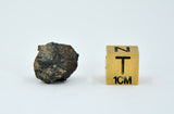 1.66g Carbonaceous Chondrite C3-ung I NWA 12416