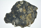 8.19g Eucrite Slice Monomict Basaltic Breccia