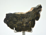 8.83g Eucrite Monomict Slice | HED NWA 8555
