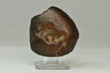 158.2g Amazing Oriented Chondrite Meteorite