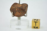 12.12 gram NWA 859 TAZA meteorite - Ungrouped Iron Meteorite