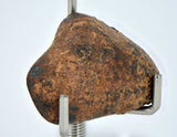 12.31 gram NWA 859 TAZA meteorite - Ungrouped Iron Meteorite