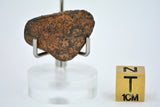 12.31 gram NWA 859 TAZA meteorite - Ungrouped Iron Meteorite