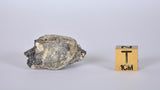 Lunar Meteorite 12.96g I Lunar Breccia I TOUAT 005