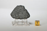 33.5g NWA 12925 I Carbonaceous Chondrite with Very Fresh Fusion Crust