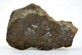 41.09g Acapulcoite Primitive Achondrite Meteorite  I NWA 17906