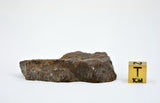 41.09g Acapulcoite Primitive Achondrite Meteorite  I NWA 17906