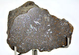 41.09g Acapulcoite Primitive Achondrite Meteorite  I NWA 17906