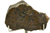 41.09g Acapulcoite Primitive Achondrite Meteorite  I NWA 17906