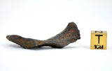 13.23 gram CANYON DIABLO meteorite - IAB Iron Meteorite