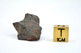 13.23 gram CANYON DIABLO meteorite - IAB Iron Meteorite