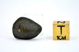 3.16g CHERGACH Crusted Oriented Meteorite I Witnessed Fall