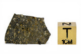 1.59g CK3 Carbonaceous Chondrite Meteorite slice I NWA 1559