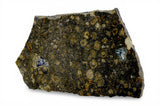 1.59g CK3 Carbonaceous Chondrite Meteorite slice I NWA 1559