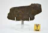 18.76g Errachidia 004 I Winonaite Anomalous Primitive Achondrite Meteorite End Piece