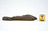 18.76g Errachidia 004 I Winonaite Anomalous Primitive Achondrite Meteorite End Piece