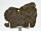 9.25g Errachidia 004 I Winonaite Anomalous Primitive Achondrite Meteorite End Piece