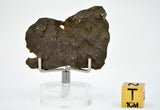 9.25g Errachidia 004 I Winonaite Anomalous Primitive Achondrite Meteorite End Piece