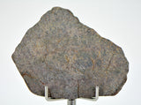 8.68g Errachidia 004 I Winonaite Anomalous Primitive Achondrite Meteorite Slice
