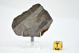 8.6g Errachidia 004 I Winonaite Anomalous Primitive Achondrite Meteorite Slice