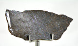 9.11g Errachidia 004 I Winonaite Anomalous Primitive Achondrite Meteorite Slice