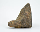 19.06g Errachidia 004 Winonaite Anomalous Primitive Achondrite Meteorite
