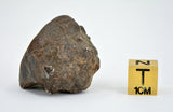 30.59g Errachidia 004 I Winonaite Anomalous Primitive Achondrite Meteorite