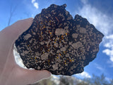 129.24g Steinbach IVA Anomalous Silicated Iron Meteorite slice