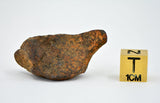 24.96 gram MUNDRABILLA meteorite - Iron Meteorite