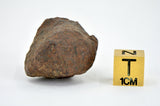 43.75 gram MUNDRABILLA meteorite - Iron Meteorite