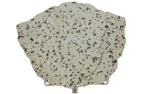 26.16g TARKINT 001 Martian Meteorite Shergottite slice