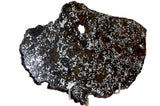 47.5g Mesosiderite - A3 Meteorite slice I NWA 14518