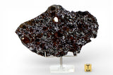 47.5g Mesosiderite - A3 Meteorite slice I NWA 14518