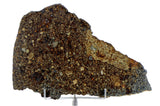 39.4g NWA 10214 Host to the Chimeric Clast I Clast 6 I Unique Meteorite Complete Slice