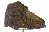 39.4g NWA 10214 Host to the Chimeric Clast I Clast 6 I Unique Meteorite Complete Slice